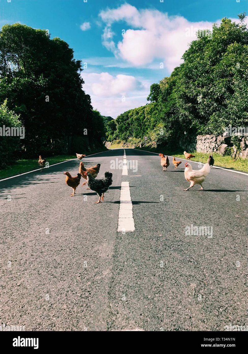 Netherlands - chicken road gokkast